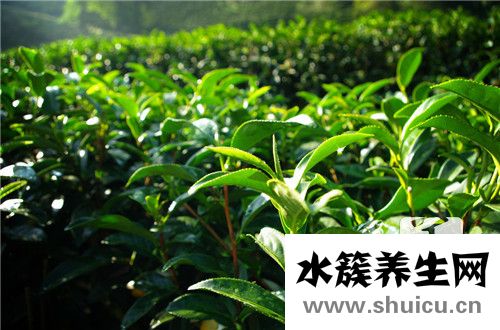 高山云霧綠茶