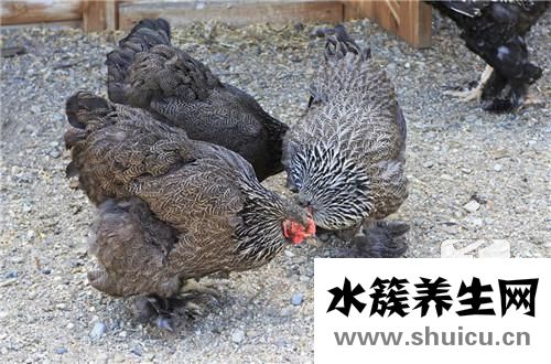 冬瓜燉雞