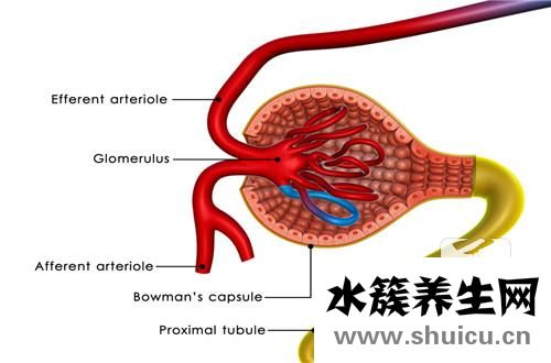 鍛煉腎功能