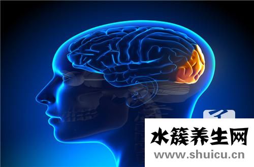 側柏種子