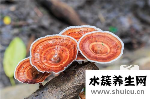孢子粉功效