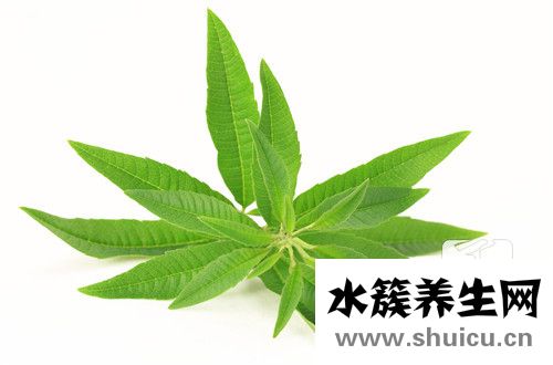 絞股藍功效
