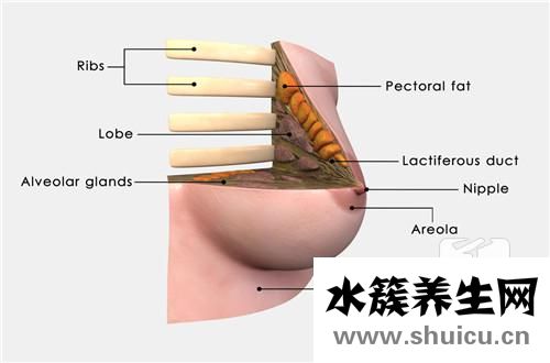 堵奶怎么辦