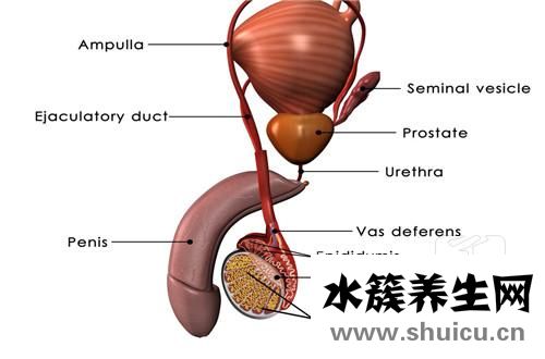 冠狀溝敏感