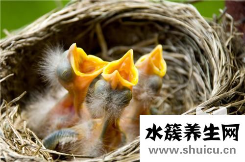 經期可以吃燕窩嗎