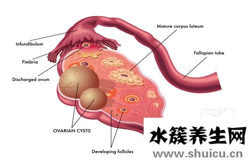 輸卵管吻合術