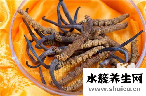 孕婦能吃冬蟲夏草嗎