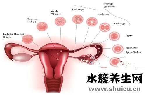 卵巢囊性結構