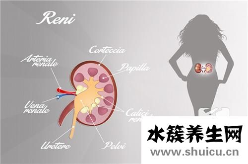 腎在哪兒