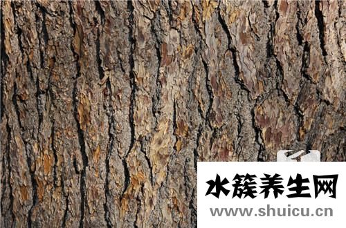 琥珀木對人危害