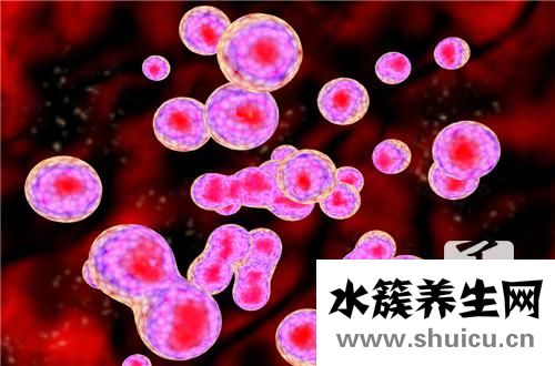 諾麗果酵素