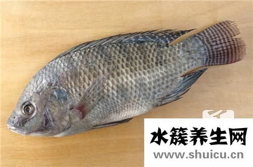 桂魚刺多嗎