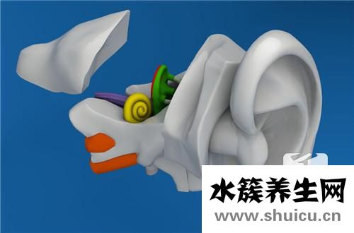大前庭