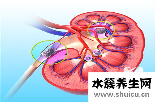 腎小球基底膜