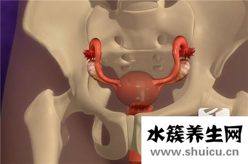膽囊腫瘤