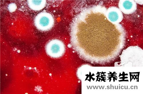 陰道念珠菌