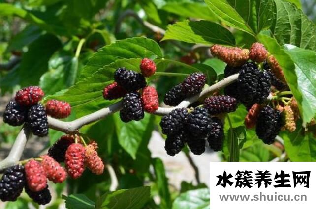 補腎的水果