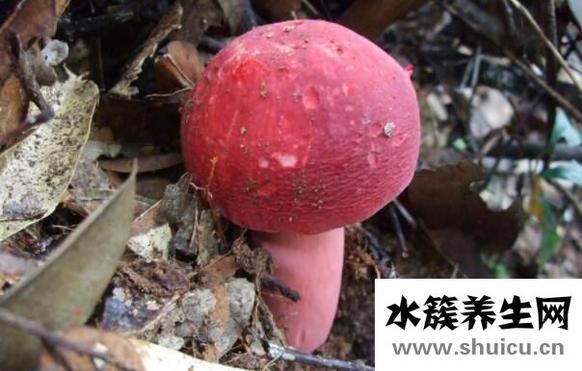 吃紅菇的禁忌