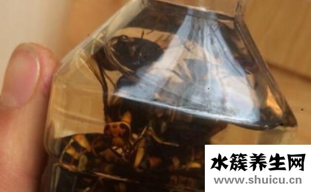 土蜂泡酒