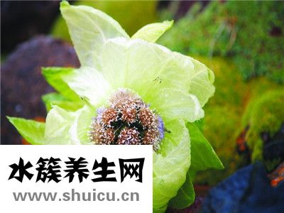 新疆天山雪蓮