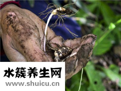 草河車別名