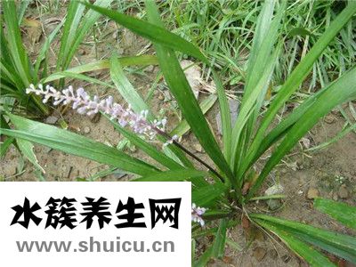 沿階草