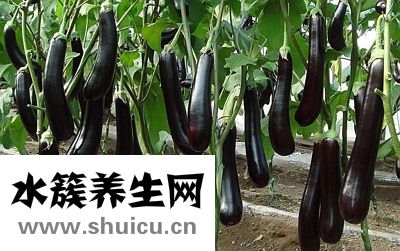 痛風吃什么好
