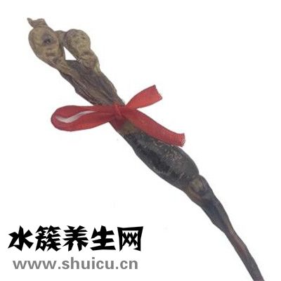 中藥海狗腎