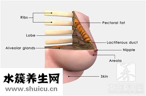 乳房結節形成原因