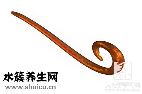 人感染弓形蟲