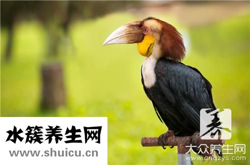 聲帶恢復