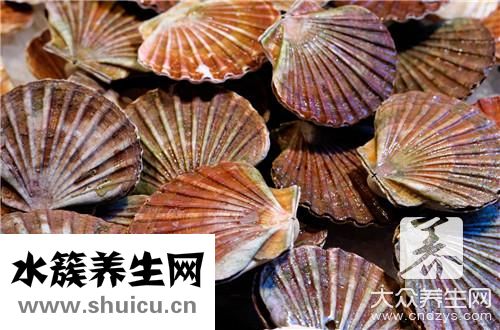 扇貝營養價值