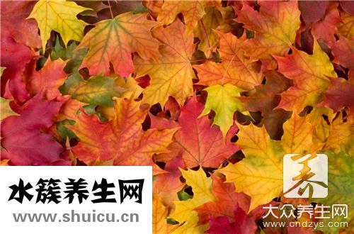 松樹葉同