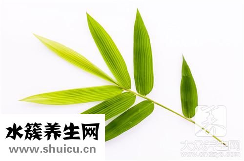 松樹葉同