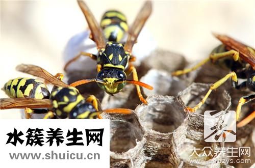 蜜蜂怕什么驅趕