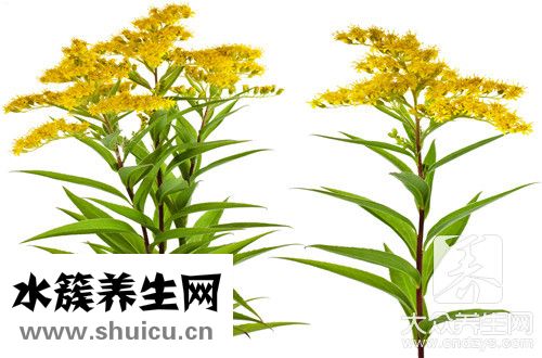 桐樹花