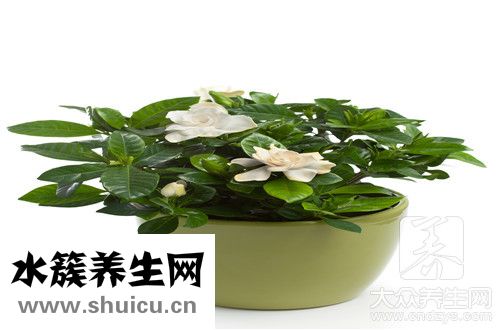 室內養花