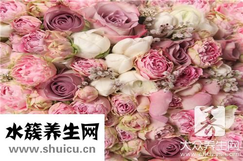 室內養花