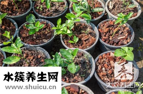 室內養花