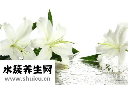 白掌有毒嗎