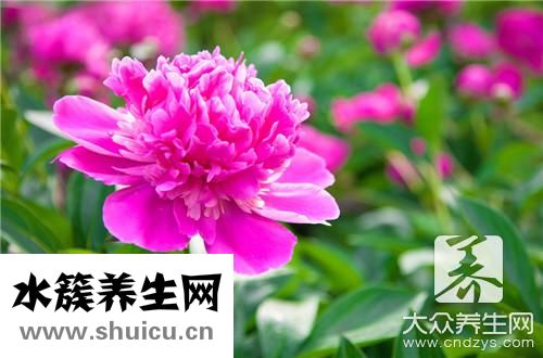 刺梅有毒嗎