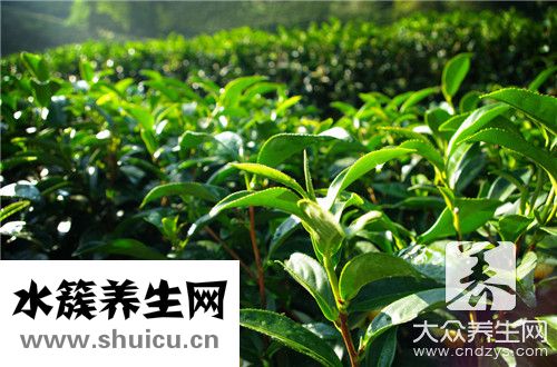 明目茶