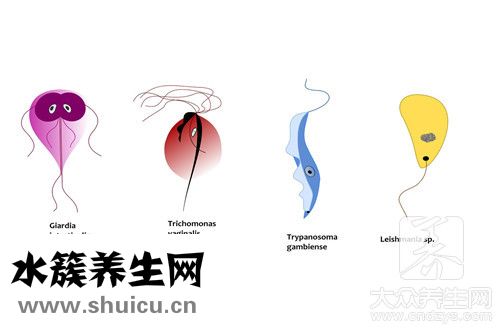 家里常見蟲子