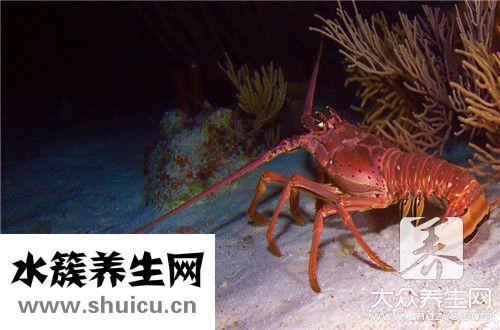 放生小龍蝦