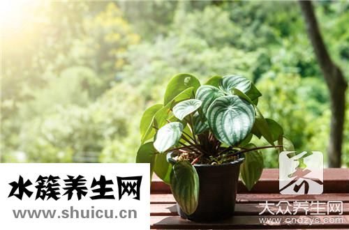 臥室適合放什么花