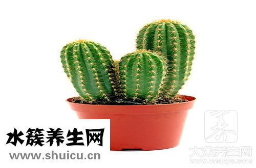 多肉防輻射嗎