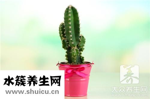 多肉防輻射嗎
