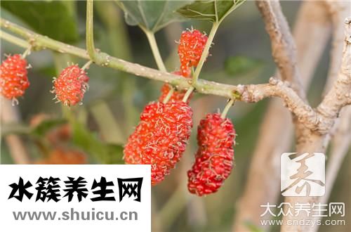 苦丁茶治脫發