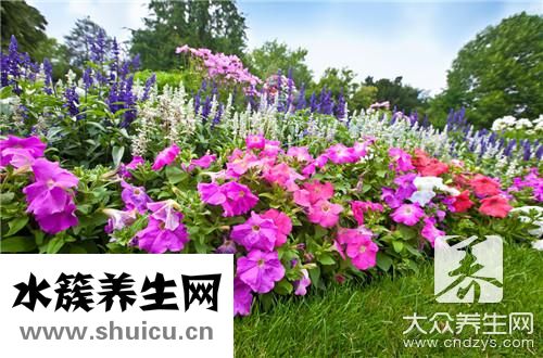 荊疙瘩