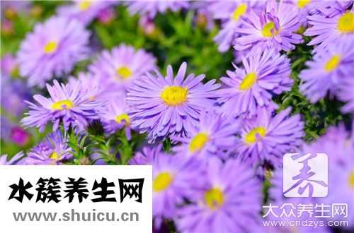 軟紫草